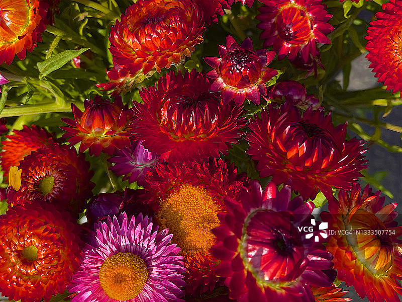 俯瞰夏季的蜡菊图片素材