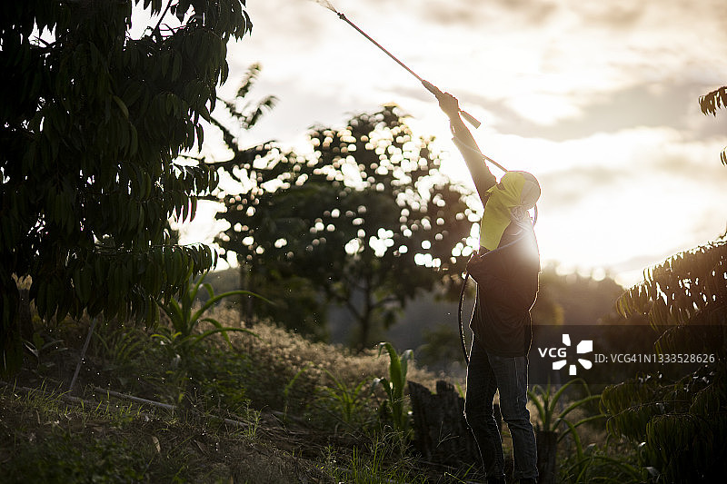 亚洲农民在农场使用生化喷雾对植物和树木进行消毒和防治害虫图片素材