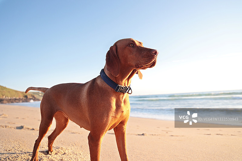 沙滩上的匈牙利维兹拉犬图片素材