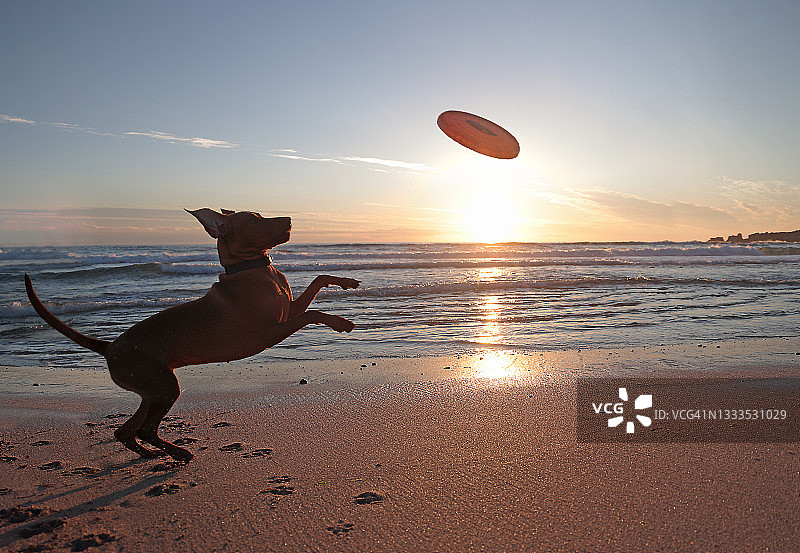在海滩上接飞盘的小狗图片素材