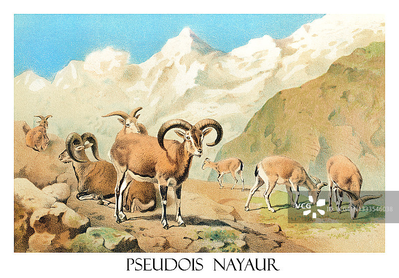 岩羊古老雕刻插图（Pseudois nayaur）图片素材