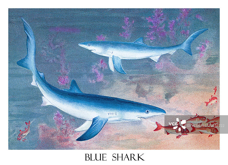 蓝鲨老式雕刻插图图片素材