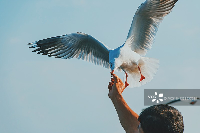 日落时分，从手中取食的飞翔海鸥图片素材