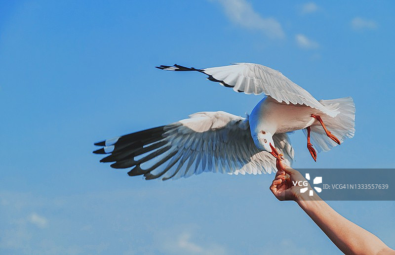 日落时分，从手中取食的飞翔海鸥图片素材