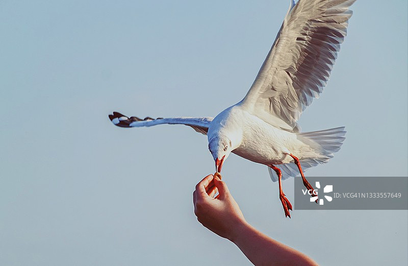 日落时分，从手中取食的飞翔海鸥图片素材