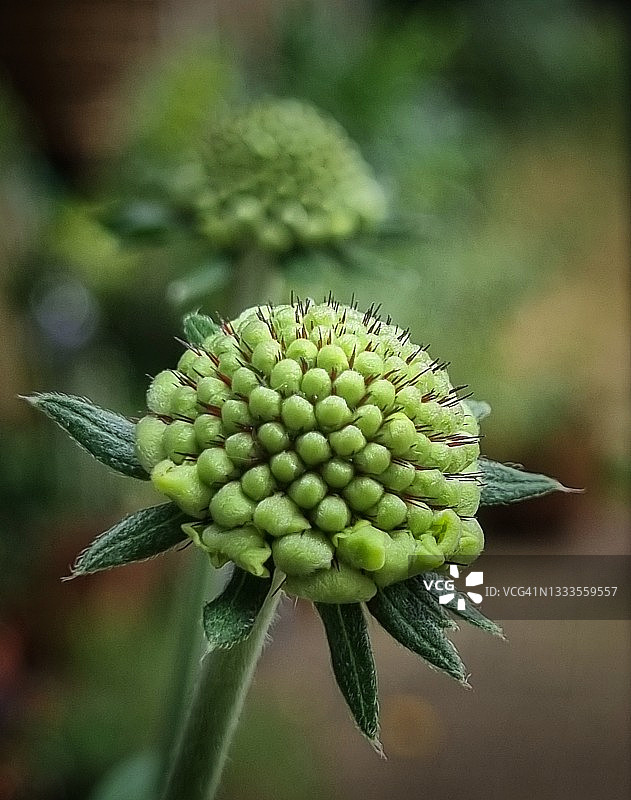 蓝盆花花蕾图片素材