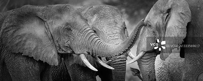 大卫·谢尔德里克中心大象触碰象鼻的壮丽全景图片素材