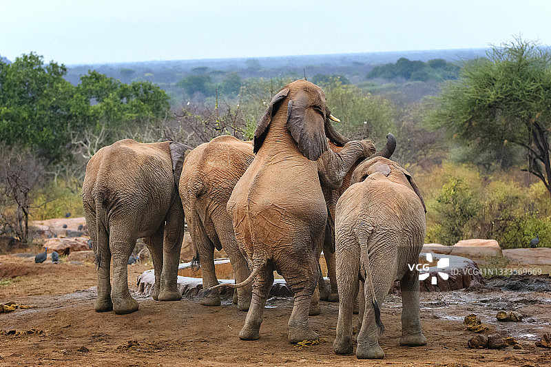 伊通巴山大象在水坑边的有趣场景图片素材