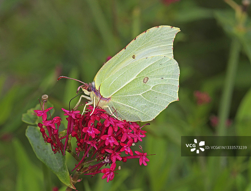 硫磺蝴蝶图片素材