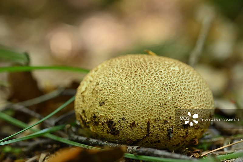 森林地面上的 Bovist图片素材