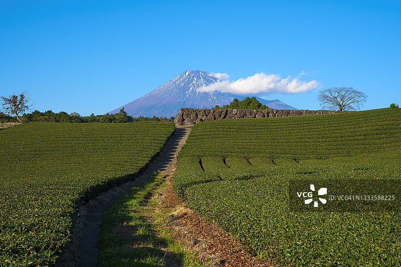 静冈县富士市眺望茶园与富士山图片素材