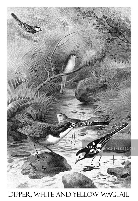 鸟类学 - 河乌(Cinclus cinclus)、白鹡鸰(Motacilla alba)和黄鹡鸰(Motacilla flava)古版画插图图片素材
