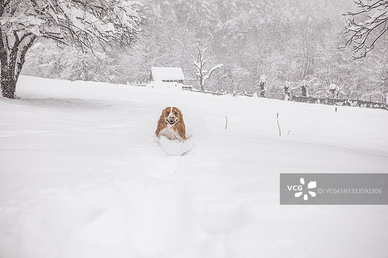 雪地里的红狗图片素材