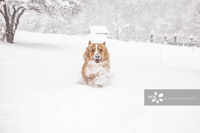 雪地里的红狗图片素材