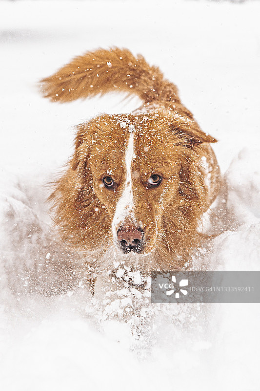 雪地里的红狗图片素材