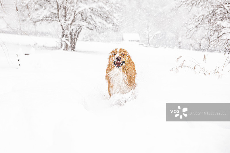 雪地里的红狗图片素材
