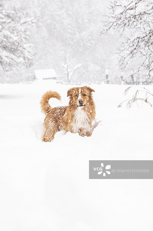 雪地里的红狗图片素材