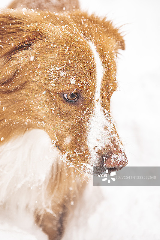 雪地里的红狗图片素材