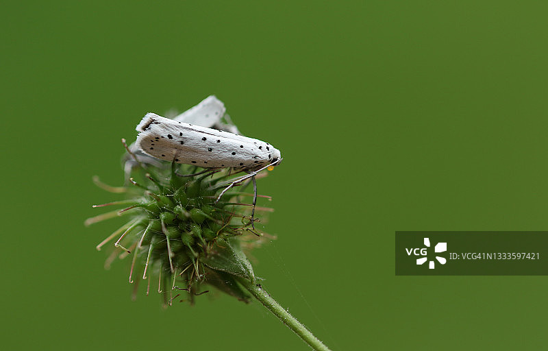 银纹小卷蛾栖息在植物上图片素材