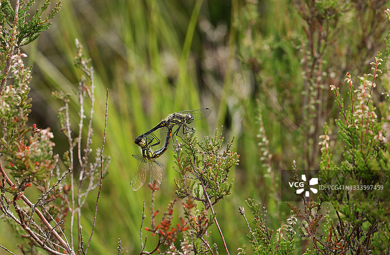 栖息在石楠花上的黑色箭蜓交配图片素材