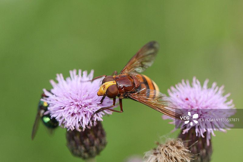 正在蓟花上授粉的食蚜蝇图片素材