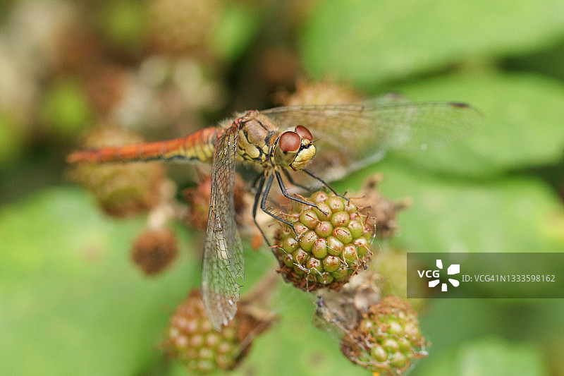 红脉蜻蜓栖息在野生黑莓树篱上图片素材