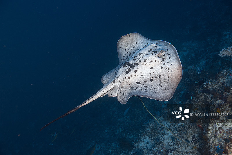大理石纹理的鳐鱼图片素材