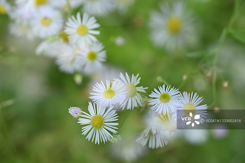 加拿大一枝黄花图片素材