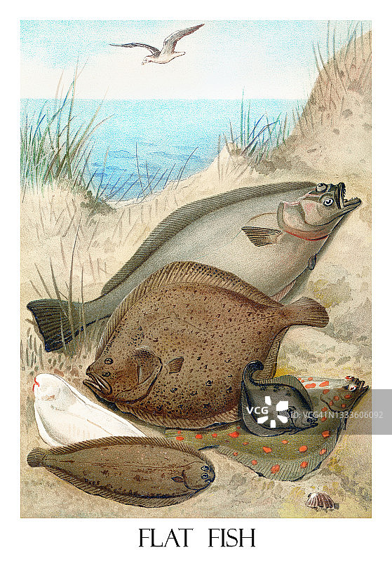 古代雕刻插图：鱼类学，比目鱼图片素材