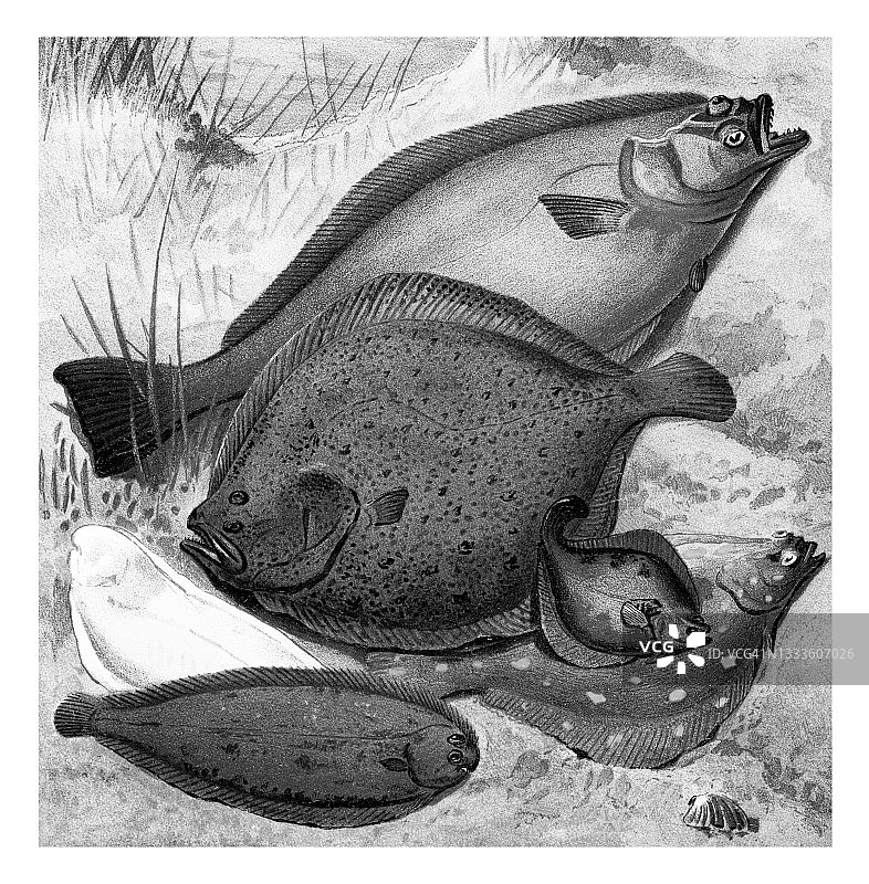 古代雕刻插图：鱼类学，比目鱼图片素材