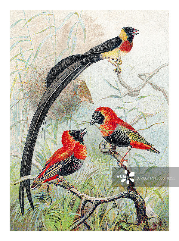 雀形目织布鸟科鸟类旧石版画图片素材