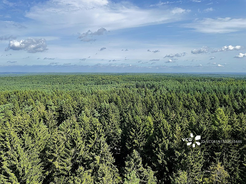 绿色的森林图片素材