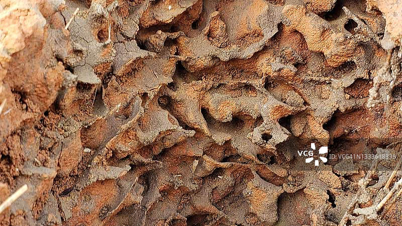 白蚁丘特写图片素材