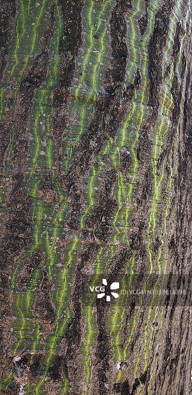 蛇皮枫图片素材