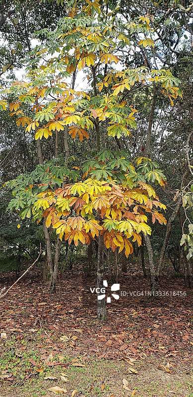 秋天的中国七叶树图片素材