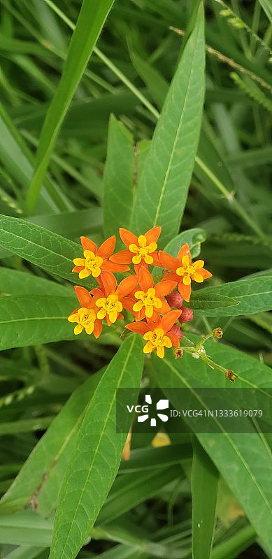 Asclepias Curassavica图片素材