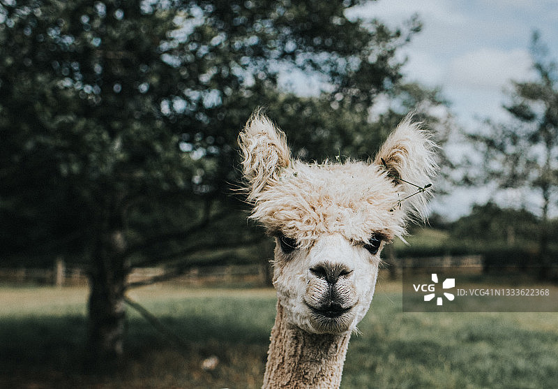 开阔地中白色剪毛羊驼特写图片素材