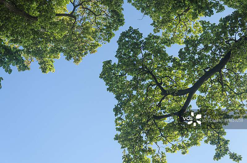 蓝天下榆树树顶图片素材