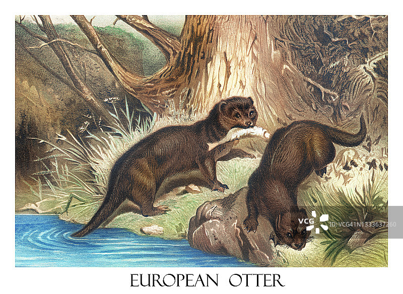 欧亚水獭古版画图片素材