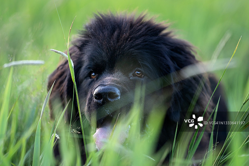 纽芬兰犬肖像图片素材