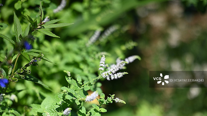 菠萝薄荷图片素材