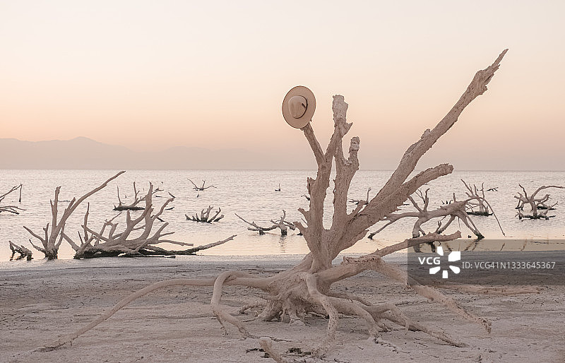 索尔顿海的枯萎森林图片素材