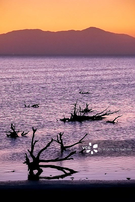 索尔顿海沉没森林图片素材