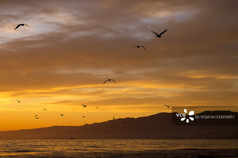 日落时分飞越海洋的鸟群图片素材