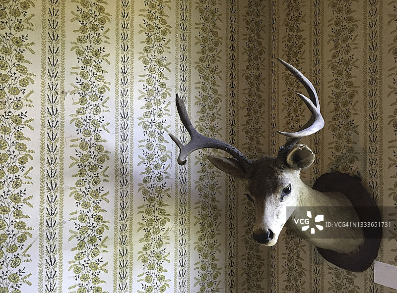 鹿标本图片素材