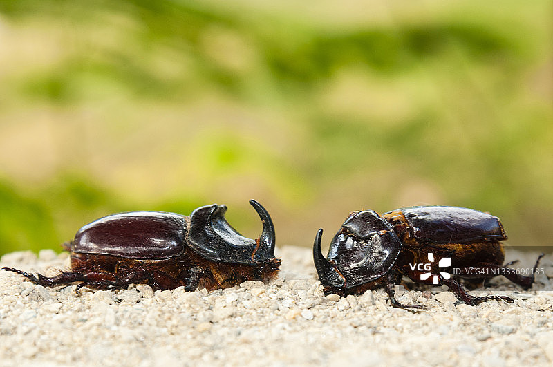 两只欧洲犀金龟图片素材