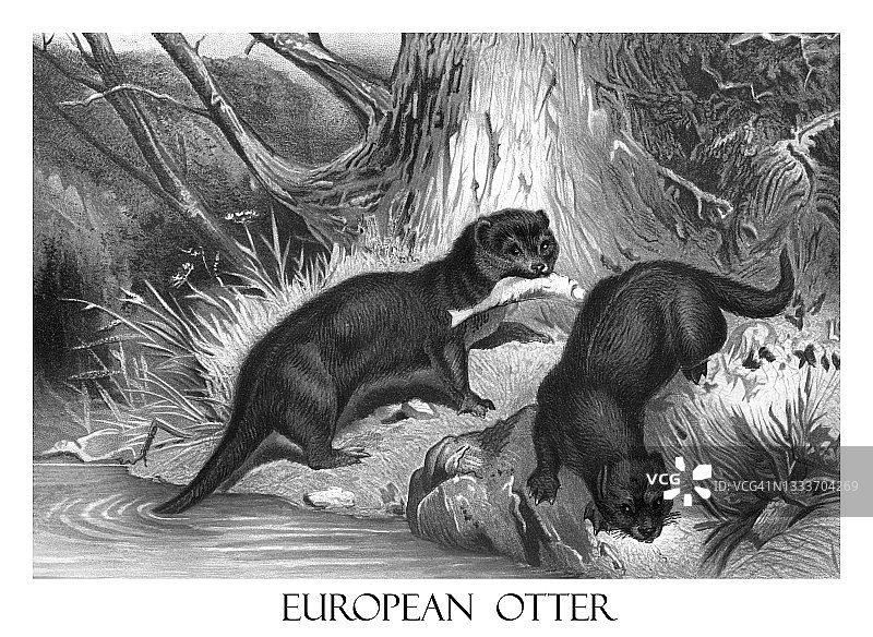 欧亚水獭古版画图片素材