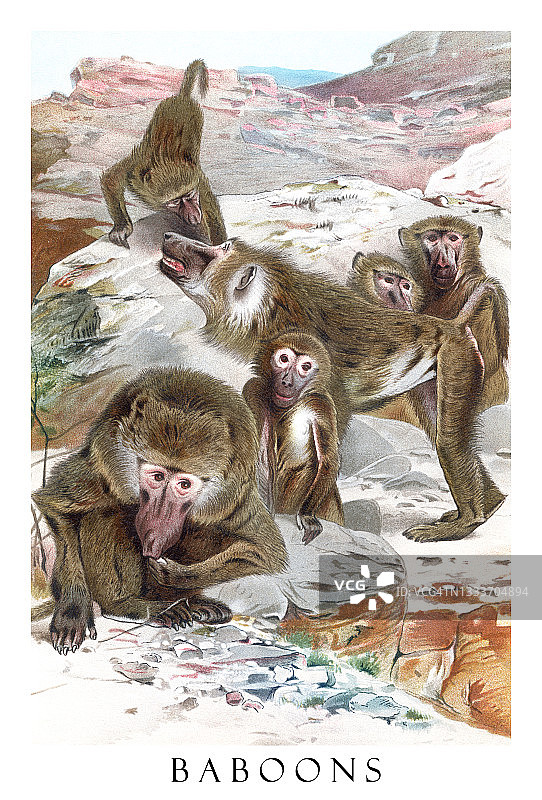 狒狒古老雕刻插图图片素材