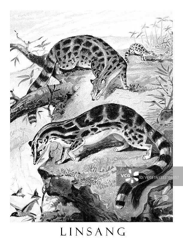 古老的林麝雕刻插图图片素材