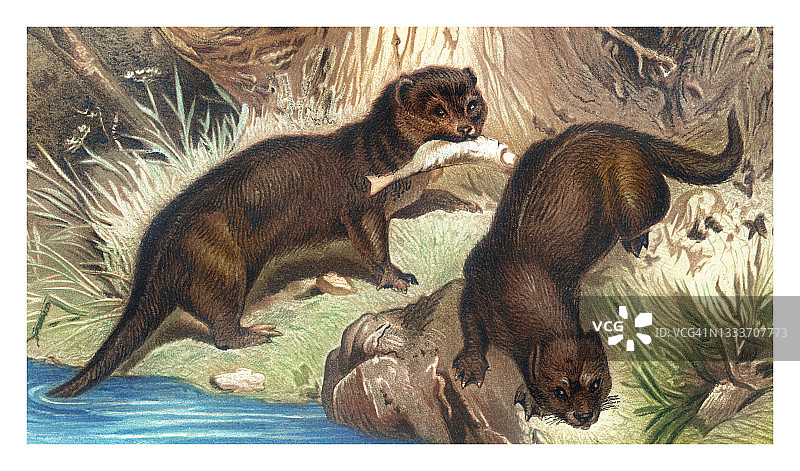 欧亚水獭古版画图片素材